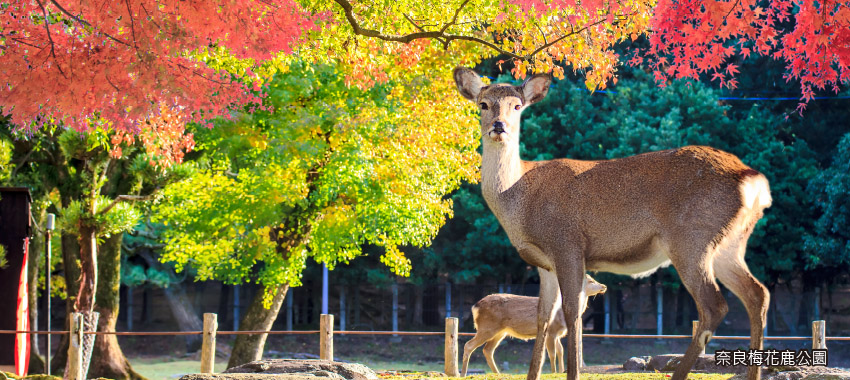 奈良梅花鹿公園